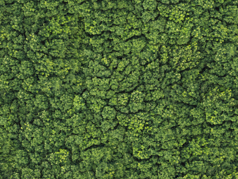  森林树林俯视图6 