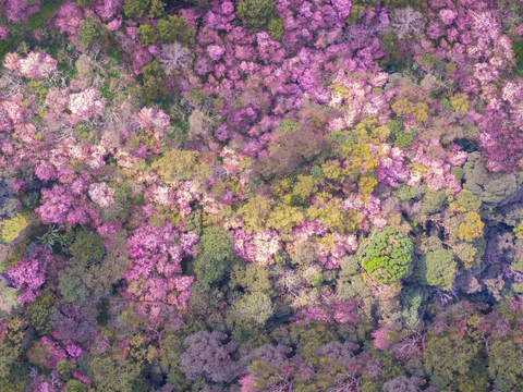  樱花、桃花、梨花花海花林3 