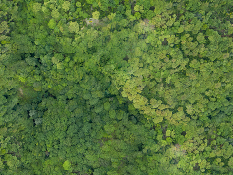 森林树林俯视图94