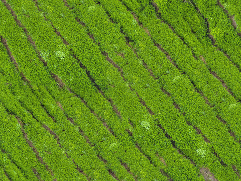  满山茶园茶山茶树俯视图80 