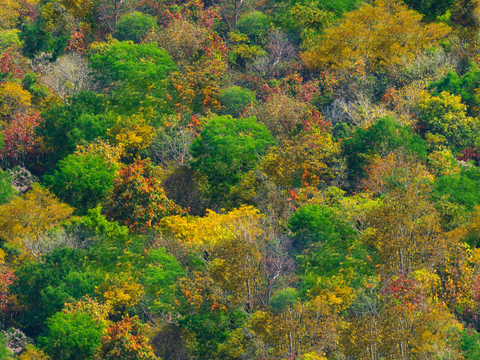  秋天色彩丰富的树林森林俯视图60 