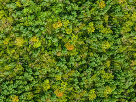 森林树林俯视图102