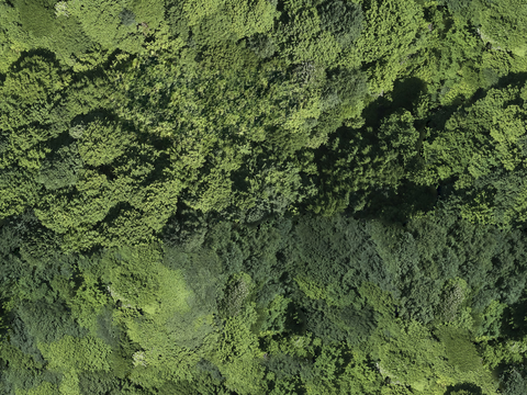  森林树林俯视图50 