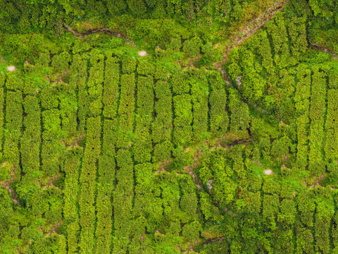  满山茶园茶山茶树俯视图44 