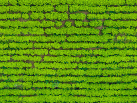  满山茶园茶山茶树俯视图28 