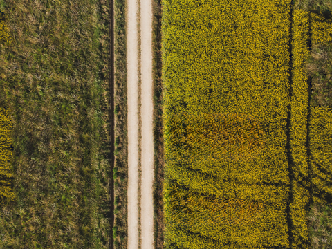 农田油菜花田95