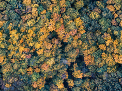 秋天色彩丰富的树林森林俯视图54
