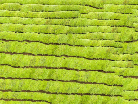  满山茶园茶山茶树俯视图10 