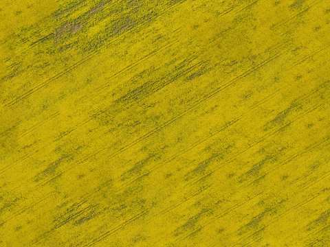  农田油菜花田247 