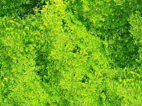 森林树林俯视图52