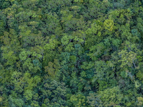  森林树林俯视图31 