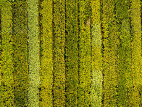  农田油菜花田31 