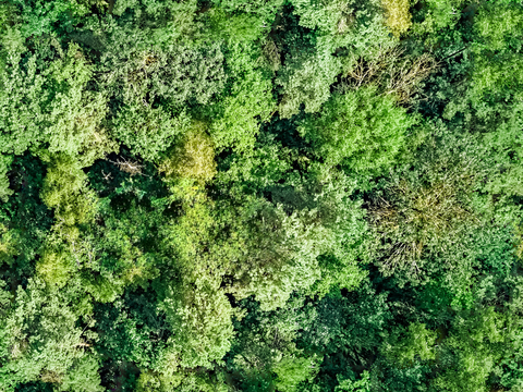 森林树林俯视图76