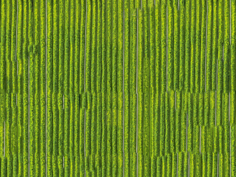 农田油菜花田133