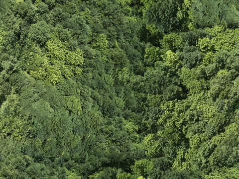  森林树林俯视图49 