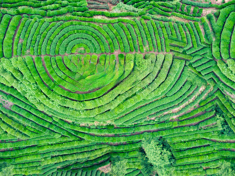  满山茶园茶山茶树俯视图97 