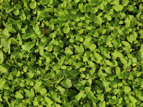  菜地农田农作物俯视图65 