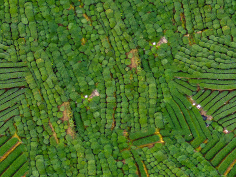  满山茶园茶山茶树俯视图111 