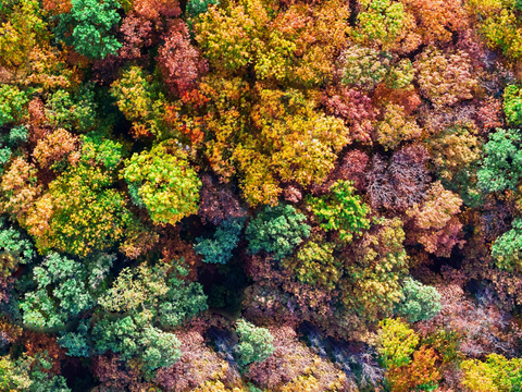  秋天色彩丰富的树林森林俯视图10 