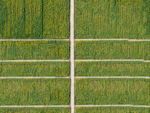 农田油菜花田116