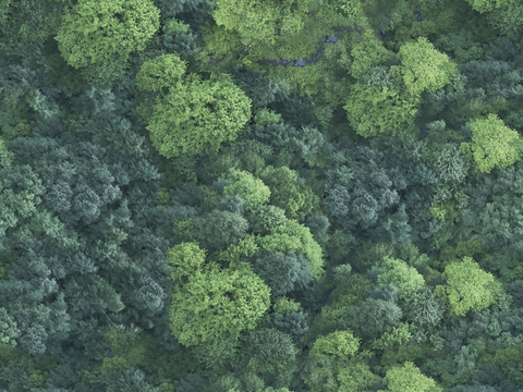  森林树林俯视图48 