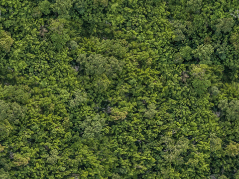  森林树林俯视图35 