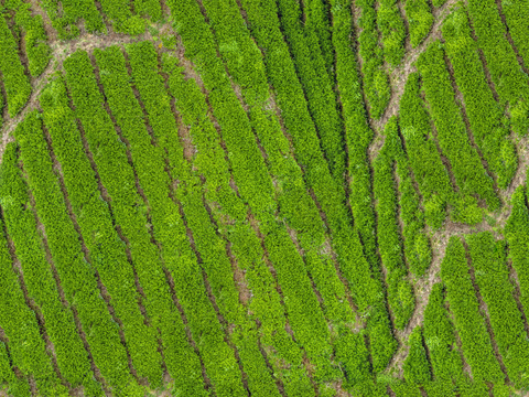  满山茶园茶山茶树俯视图92 
