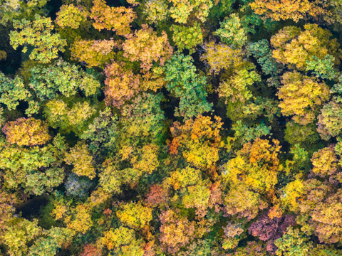 秋天色彩丰富的树林森林俯视图41