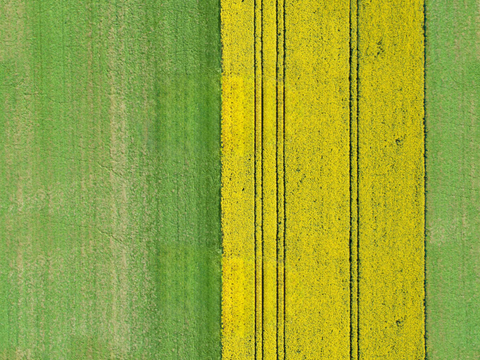 农田油菜花田59