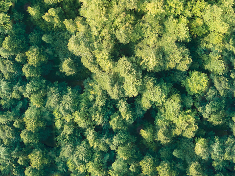 森林树林俯视图90