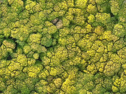 森林树林俯视图71