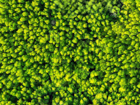  森林树林俯视图82 