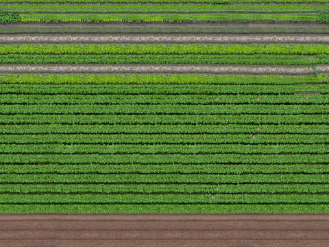  菜地农田农作物俯视图24 