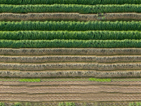  菜地农田农作物俯视图42 