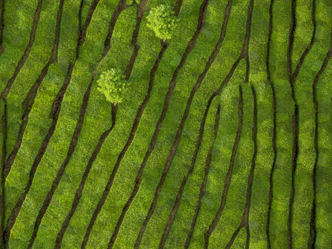  满山茶园茶山茶树俯视图2 