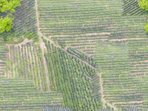  满山茶园茶山茶树俯视图104 