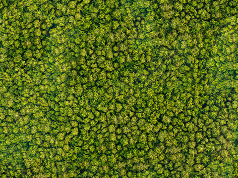 森林树林俯视图7