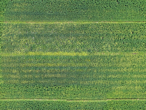  菜地农田农作物俯视图74 