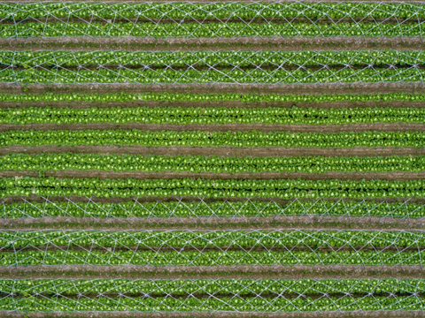  菜地农田农作物俯视图11 