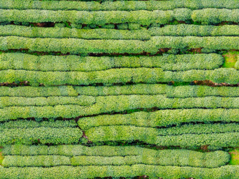  满山茶园茶山茶树俯视图39 