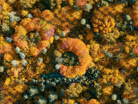 秋天色彩丰富的树林森林俯视图39