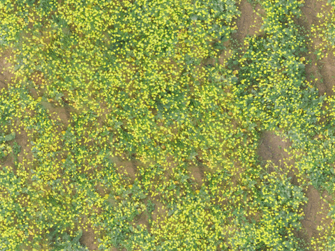  农田油菜花田175 