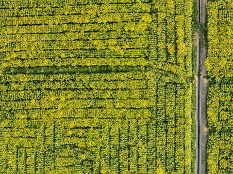  农田油菜花田19 