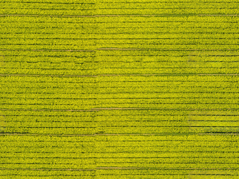  农田油菜花田33 