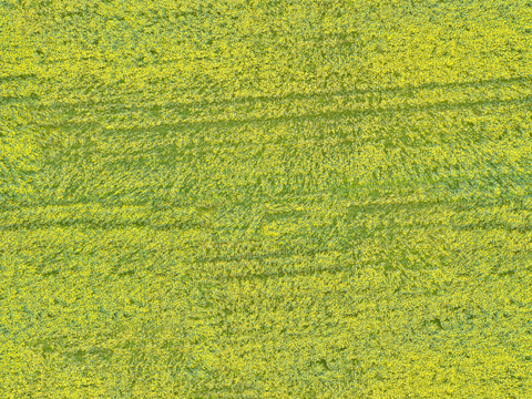  农田油菜花田249 