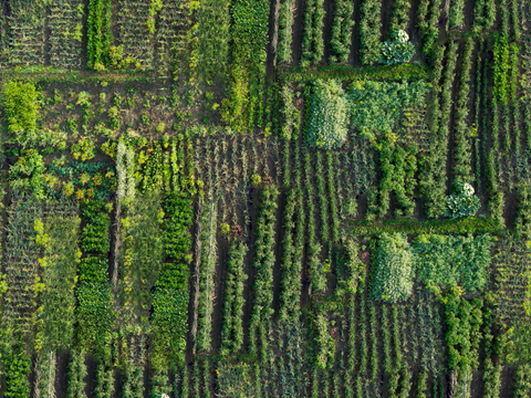  菜地农田农作物俯视图64 