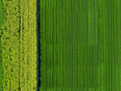 农田油菜花田169