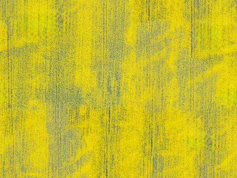 农田油菜花田159