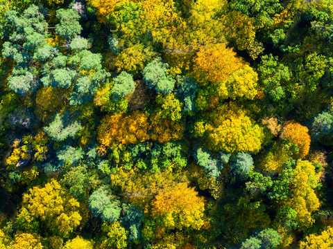  秋天色彩丰富的树林森林俯视图37 