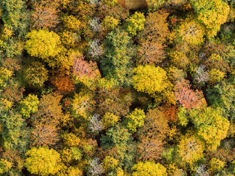  秋天色彩丰富的树林森林俯视图18 